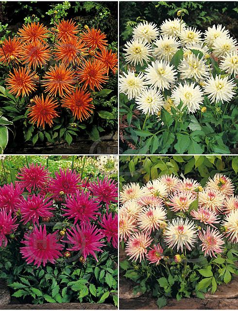 S32 Dahlia Cactus Border (4x12) x 48