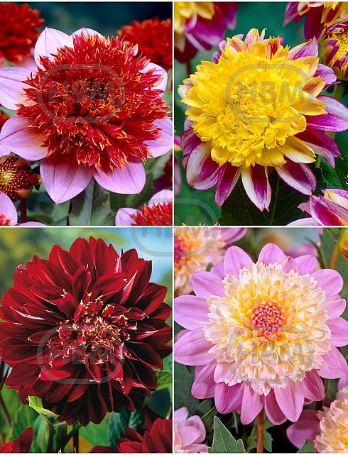 S32 Dahlia Anemone (4x12) x 48