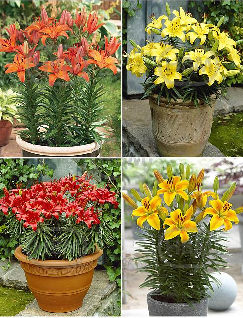 S32 Lilium Pot Asiatic (4x30) x 60