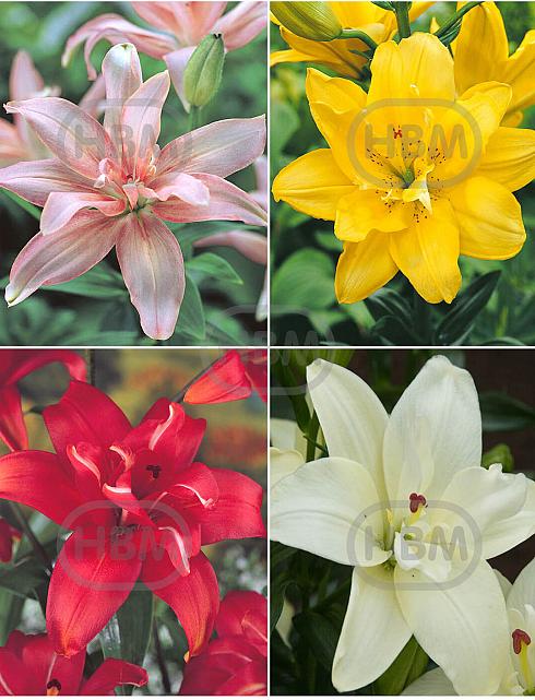 S32 Lilium Double Asiatic (4x30) x 60