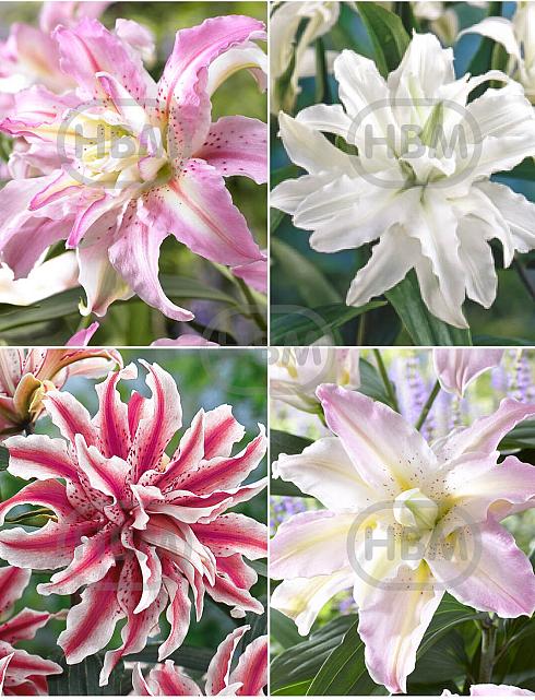 S32 Lilium Double Oriental (4x30) x 60
