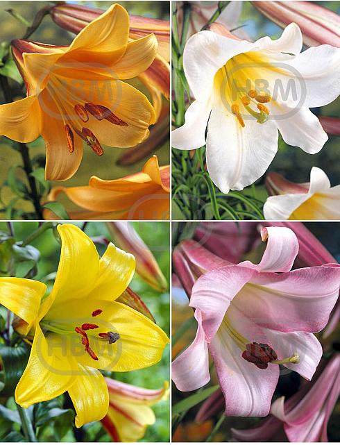 S32 Lilium Trumpet (4x30) x 60