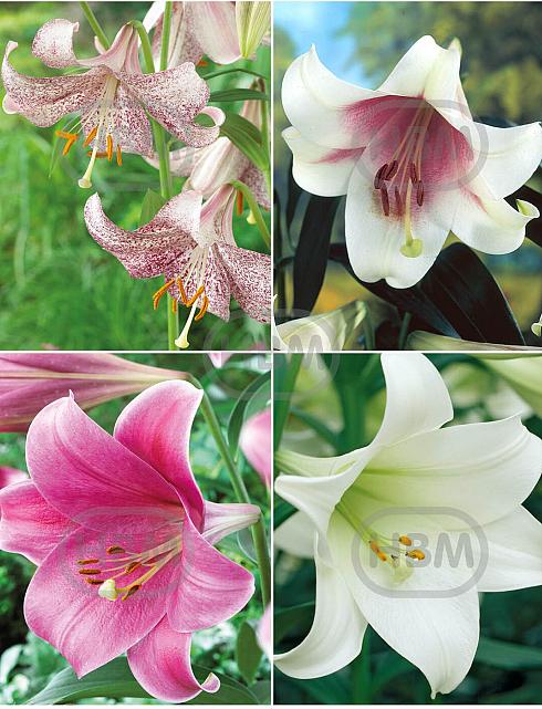 S32 Lilium L.O. (4x30) x 60