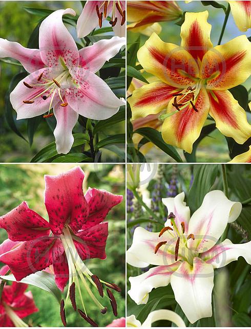 S32 Lilium O.T. 1 (4x30) x 60