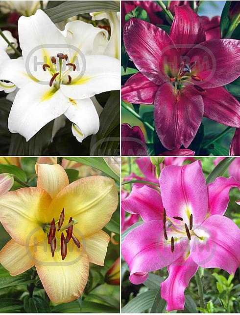 S32 Lilium O.T. 2 (4x30) x 60