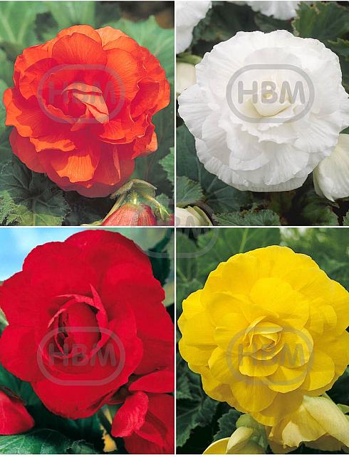 S24 Begonia Double (4x40)
