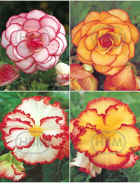 S24 Begonia Bicolor (4x40)