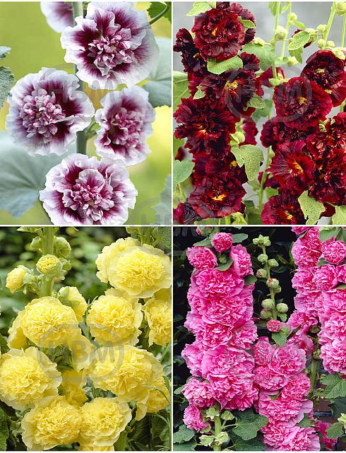 S32 Alcea Double (4x15)