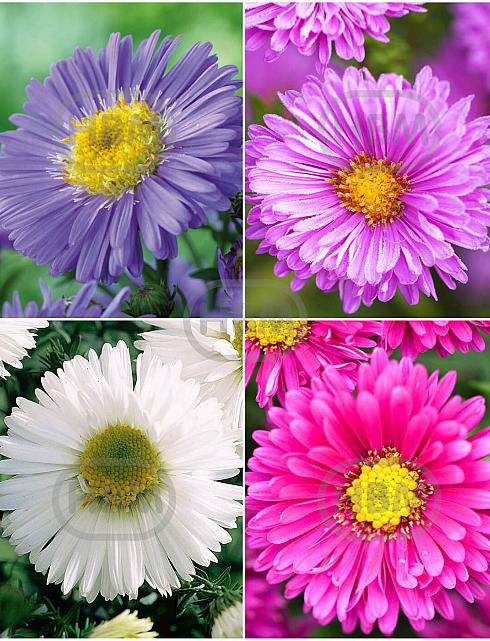 S32 Aster (4x15) x 60