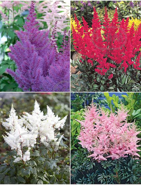 S32 Astilbe (4x12) x 48