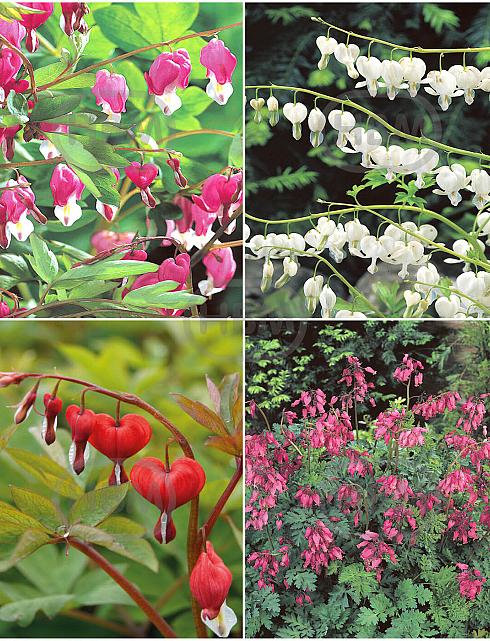 S32 Dicentra (4x12) x 48