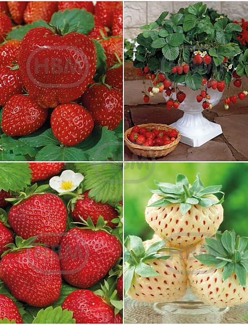 S32 Fragaria (4x15) x 60