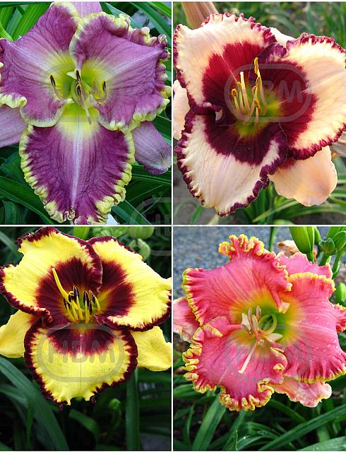 S32 Hemerocallis C (4x12) x 48