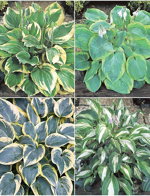 S32 Hosta B (4x15) x 60