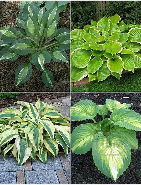 S32 Hosta D (4x15) x 60
