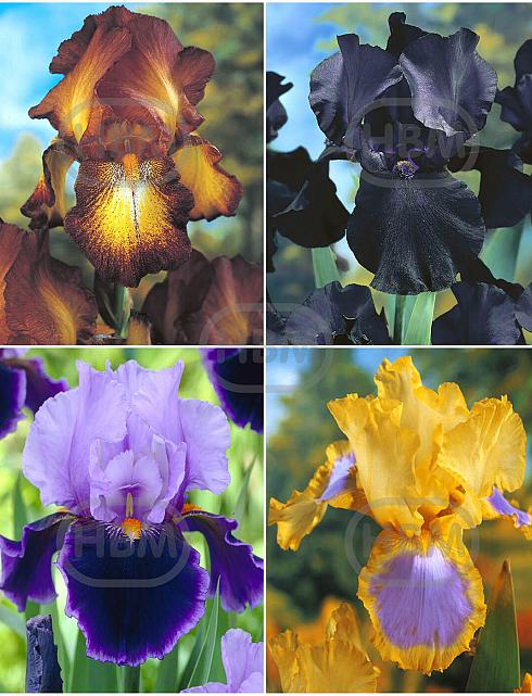 S32 Iris Germanica A (4x15) x 60