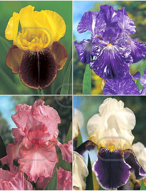 S32 Iris Germanica B (4x15) x 60