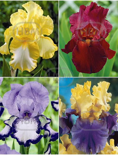S32 Iris Germanica C (4x15) x 60