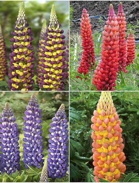 S32 Lupinus  (4x15) x 60