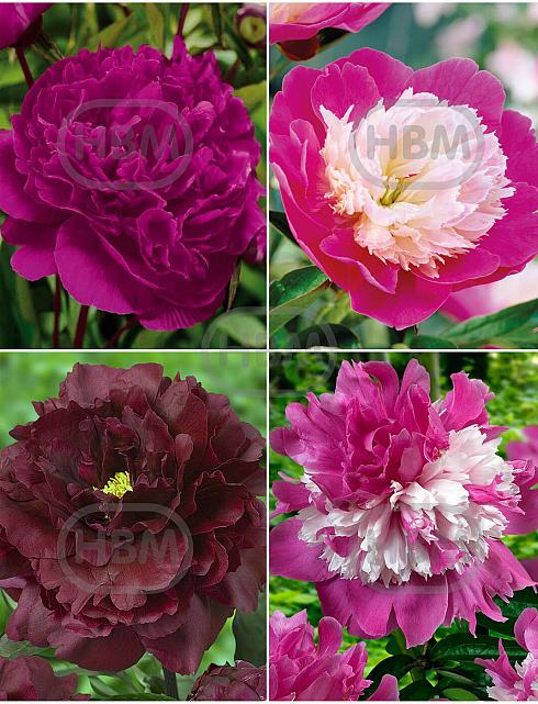 S32 Paeonia B (4x12) x 48