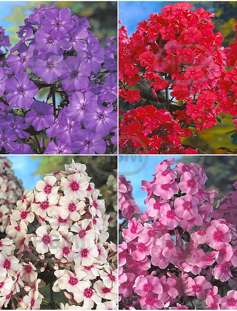 S32 Phlox A (4x15) x 60