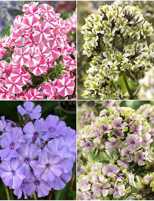 S32 Phlox B (4x15) x 60