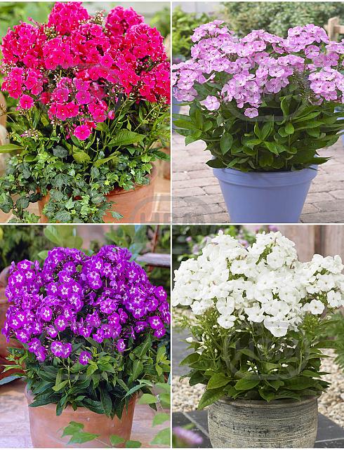 S32 Pots Phlox (4x15) x 60