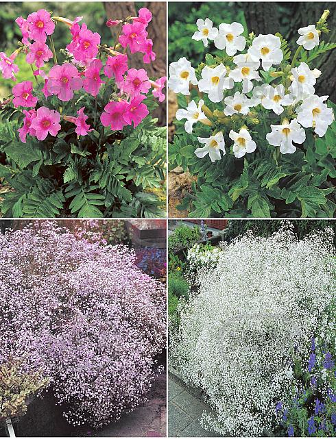 S32 Incarvillea - Gypsophylla (4x15) x 60