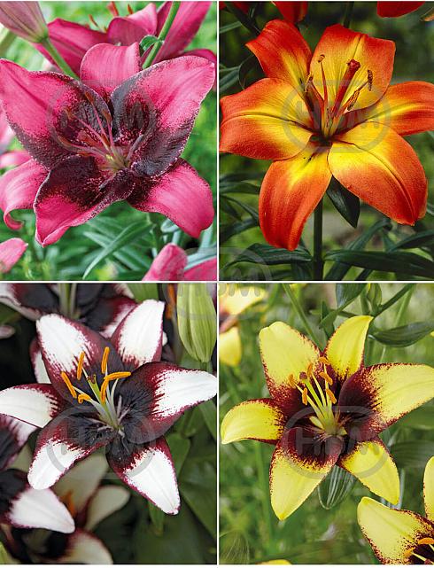 S32 Lilium Asiatic Bi-Color (4x30) x 60