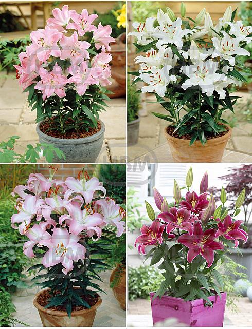 S32 Lilium Pot Oriental (4x30) x 60