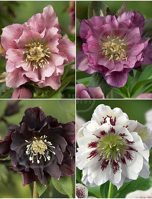 S32 Helleborus Double Ellen 1 (4x15) x 60