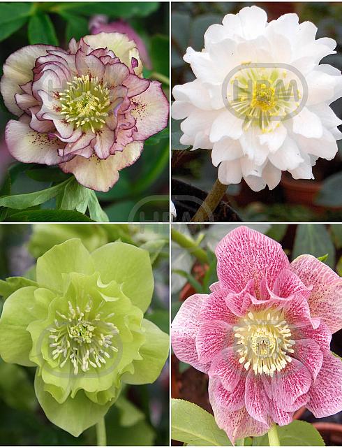 S32 Helleborus Double Ellen 2 (4x15) x 60