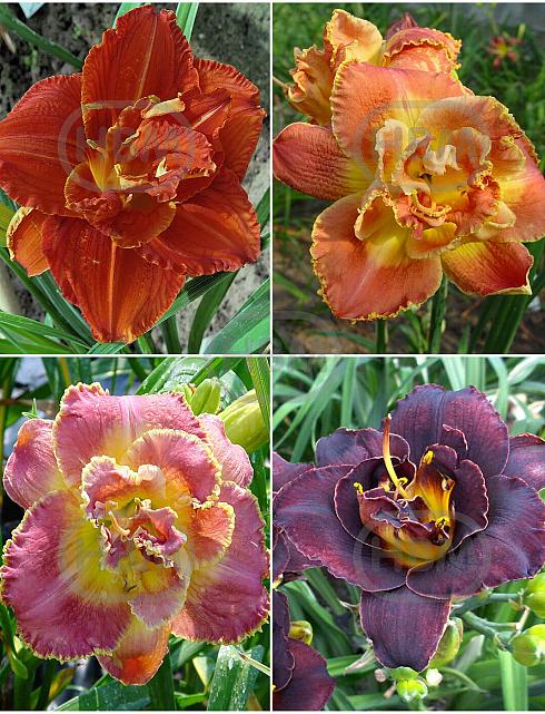S32 Hemerocallis Double B (4x12) x 48