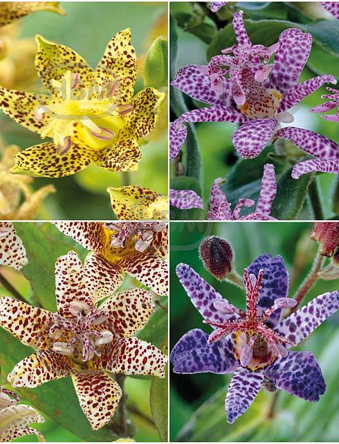 S32 Tricyrtis (4x15) x 60