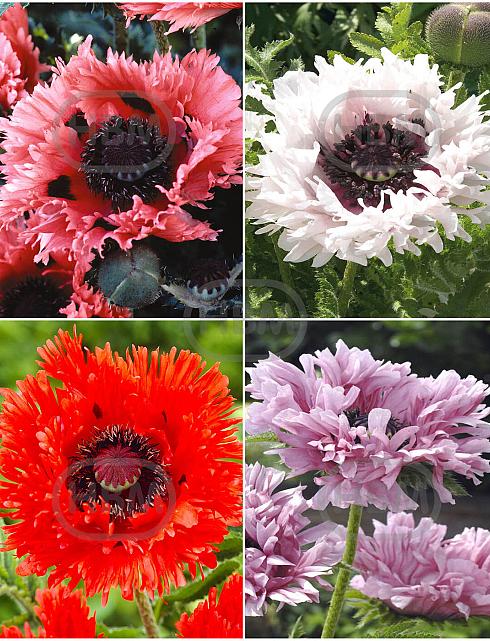 S32 Papaver Ruffles (4x15) x 60