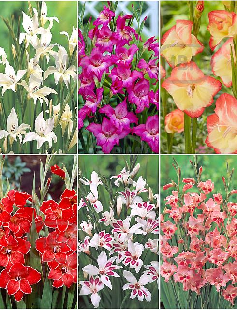 S15 Mini Gladiolus (6x75)