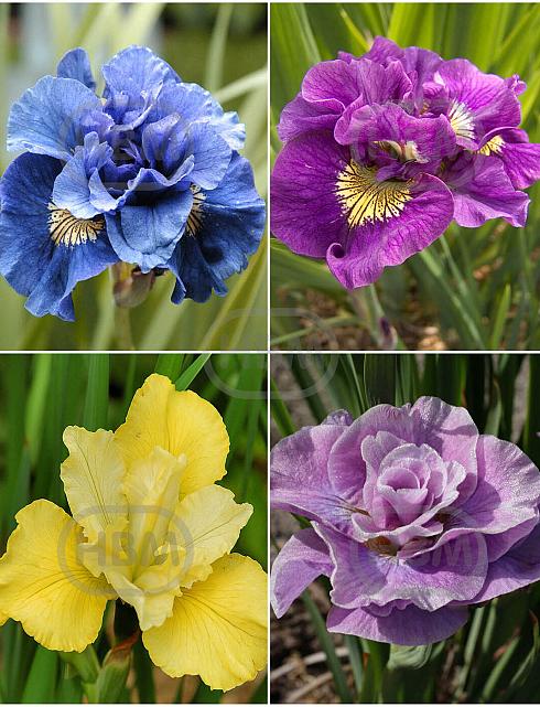 S32 Iris Siberica (4x15) x 60