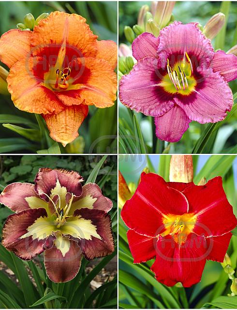 S32 Hemerocallis B (4x12) x 48