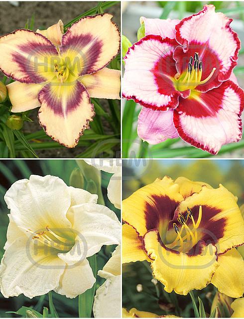 S32 Hemerocallis A (4x12) x 48
