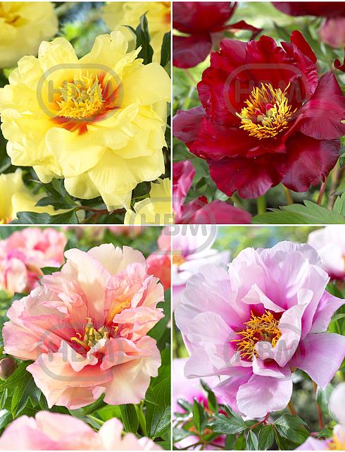 S32 Paeonia Itoh (4x12) x 48