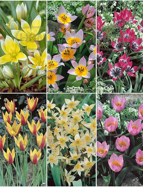S15 Tulipa Specie (6x100)