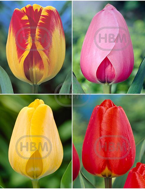 S15 Tulipa Darwin A (4x100)