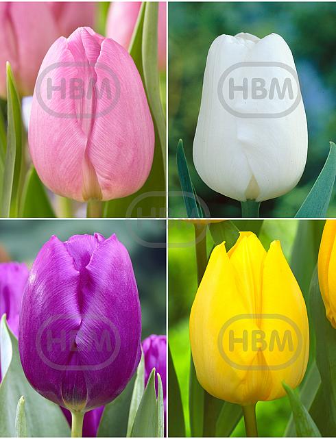 S15 Tulipa Single Early A (4x100)