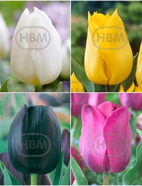 S15 Tulipa Triumph A (4x100)