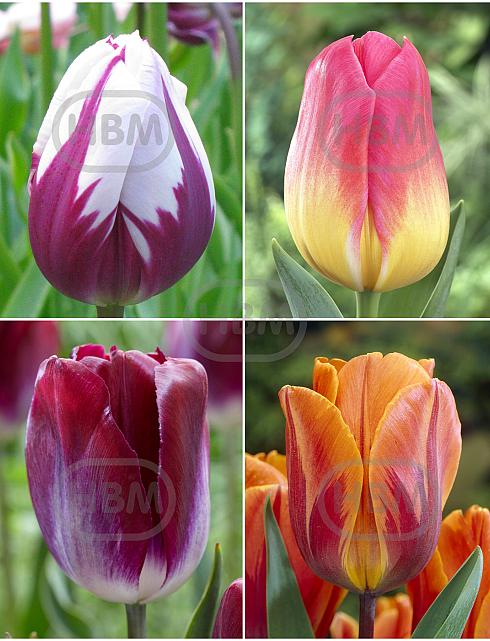 S15 Tulipa Triumph C (4x100)