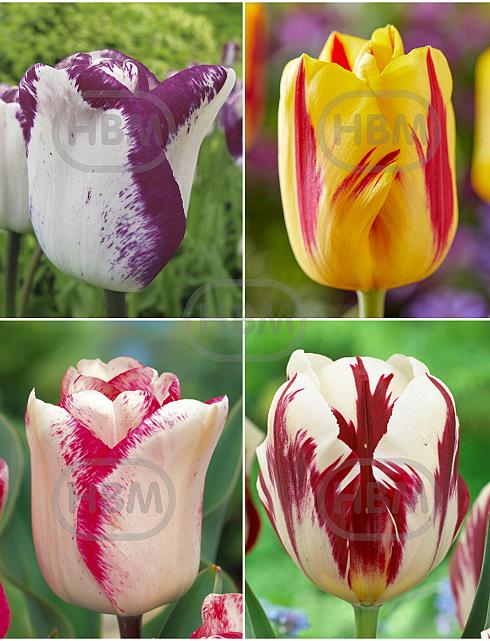 S15 Tulipa Triumph D (4x100)