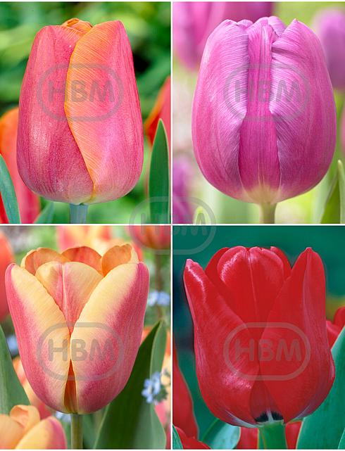 S15 Tulipa Triumph E (4x100)