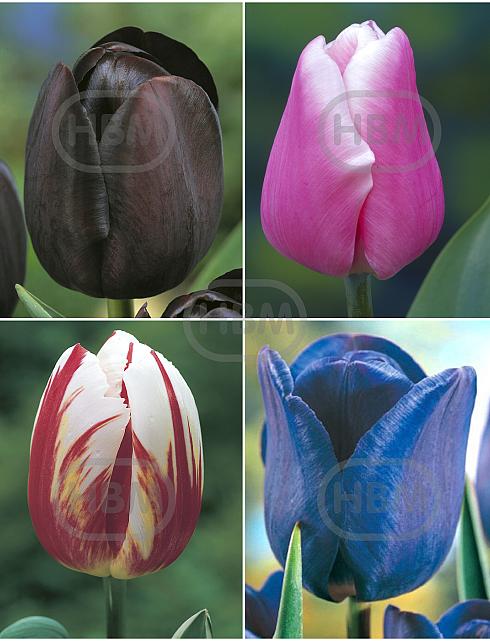 S15 Tulipa Single Late A (4x100)