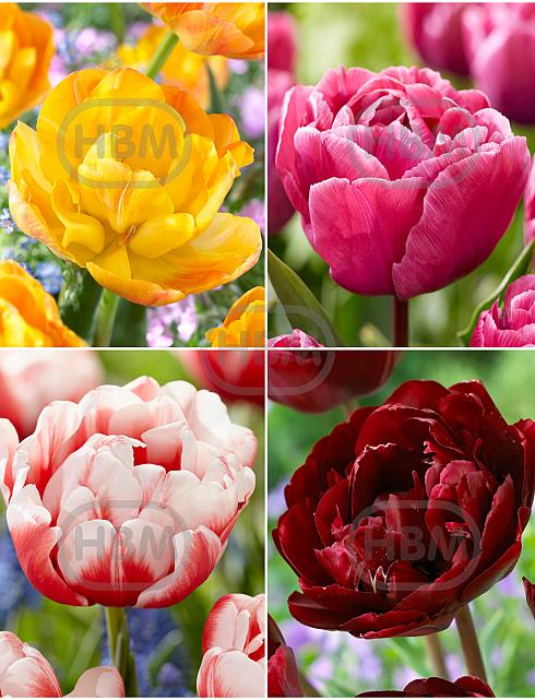 S15 Tulipa Double B (4x100)