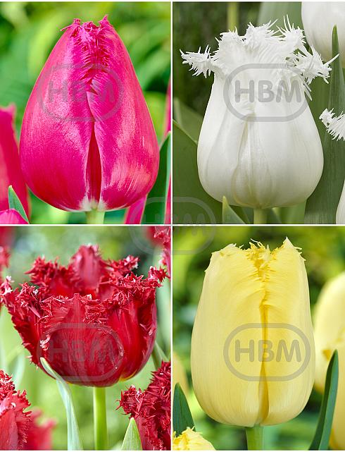 S15 Tulipa Fringed A (4x100)